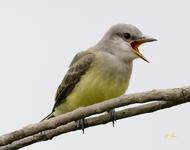 Western Kingbird